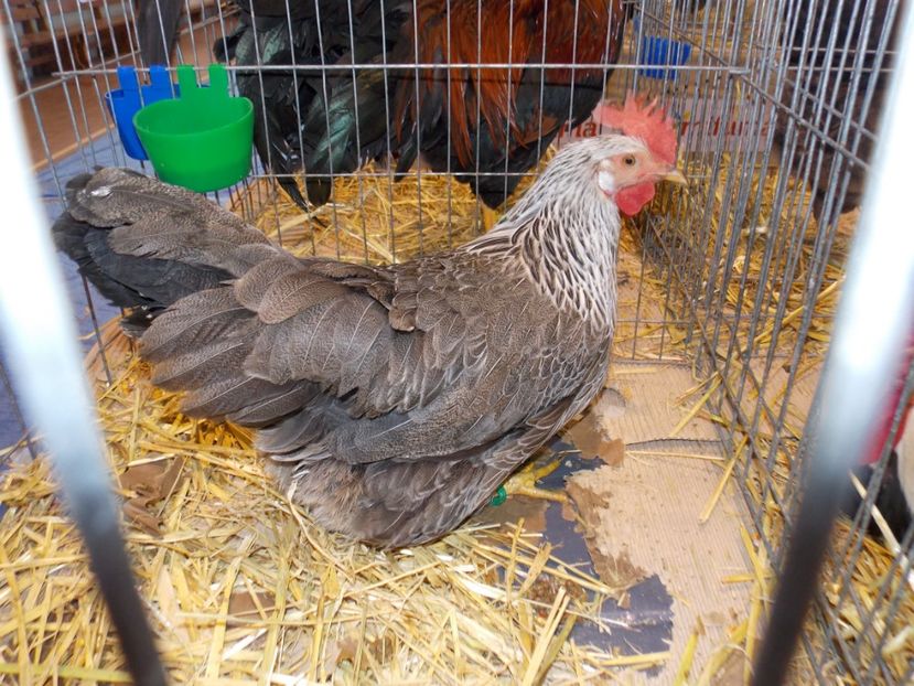  - EXPO-2020-TARA FAGARASULUI BRASOV