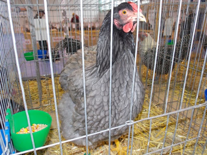  - EXPO-2020-TARA FAGARASULUI BRASOV