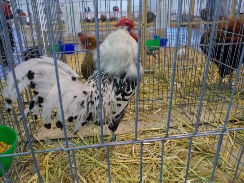  - EXPO-2020-TARA FAGARASULUI BRASOV