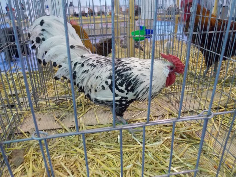  - EXPO-2020-TARA FAGARASULUI BRASOV