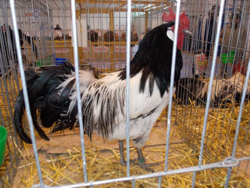  - EXPO-2020-TARA FAGARASULUI BRASOV