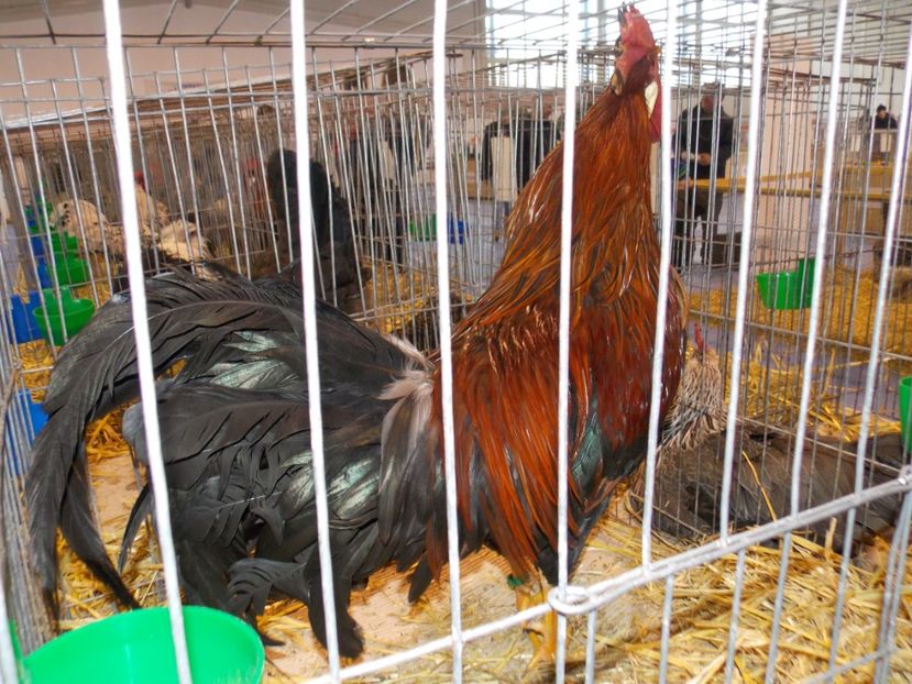  - EXPO-2020-TARA FAGARASULUI BRASOV