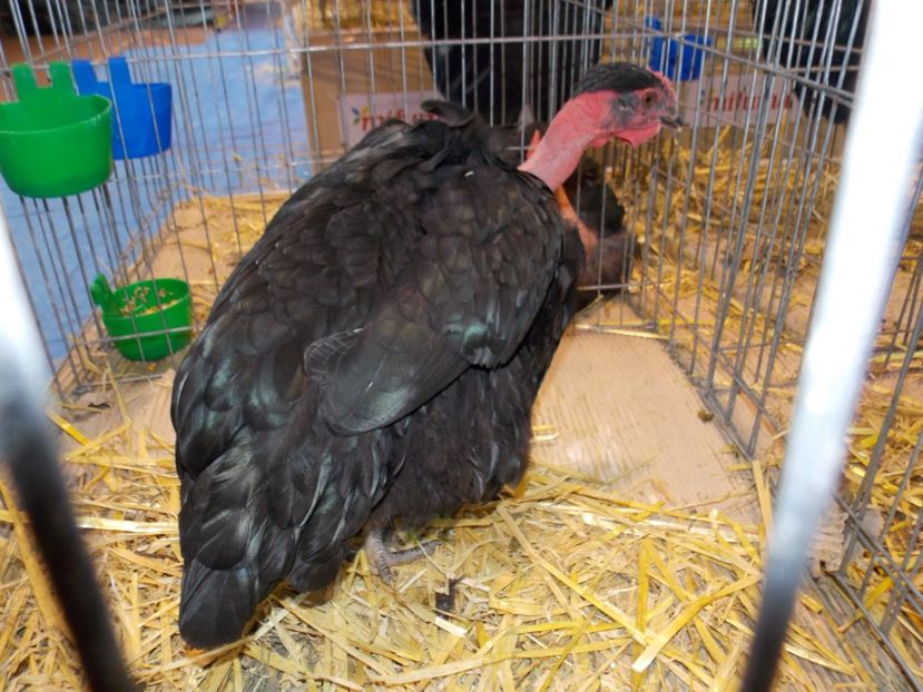  - EXPO-2020-TARA FAGARASULUI BRASOV