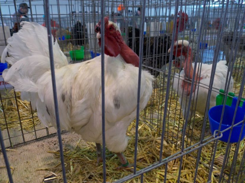  - EXPO-2020-TARA FAGARASULUI BRASOV