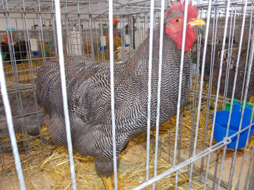  - EXPO-2020-TARA FAGARASULUI BRASOV