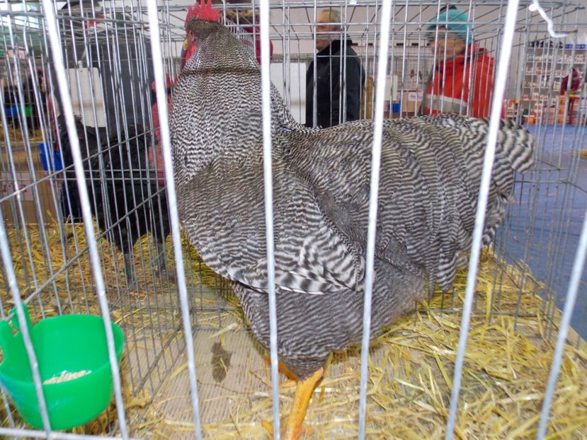  - EXPO-2020-TARA FAGARASULUI BRASOV