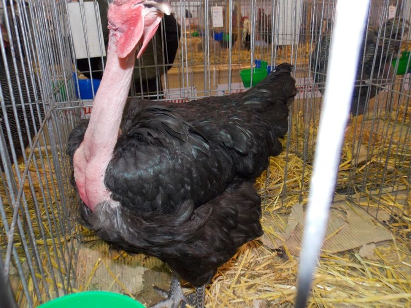  - EXPO-2020-TARA FAGARASULUI BRASOV