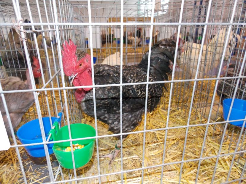  - EXPO-2020-TARA FAGARASULUI BRASOV