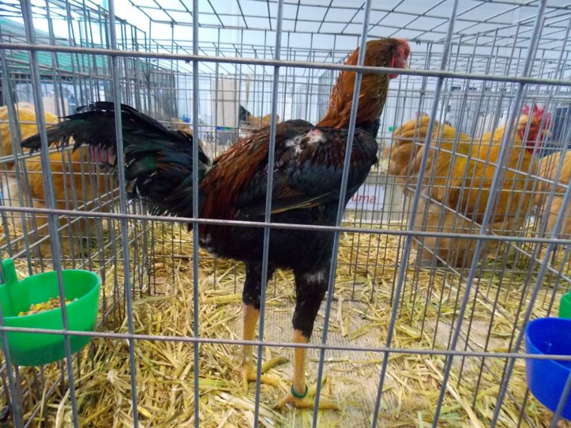  - EXPO-2020-TARA FAGARASULUI BRASOV