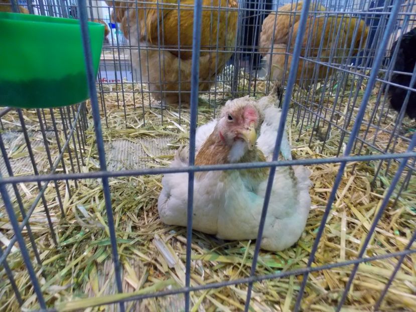  - EXPO-2020-TARA FAGARASULUI BRASOV