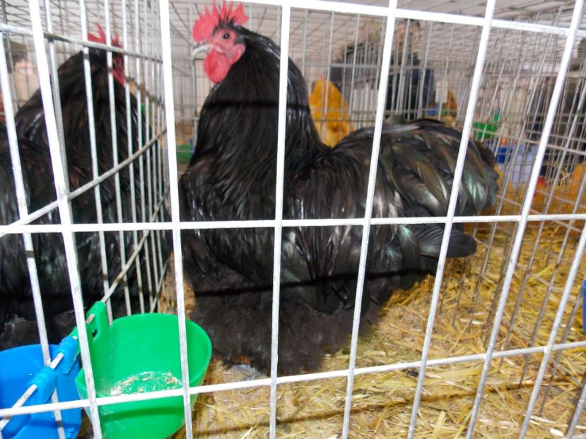  - EXPO-2020-TARA FAGARASULUI BRASOV