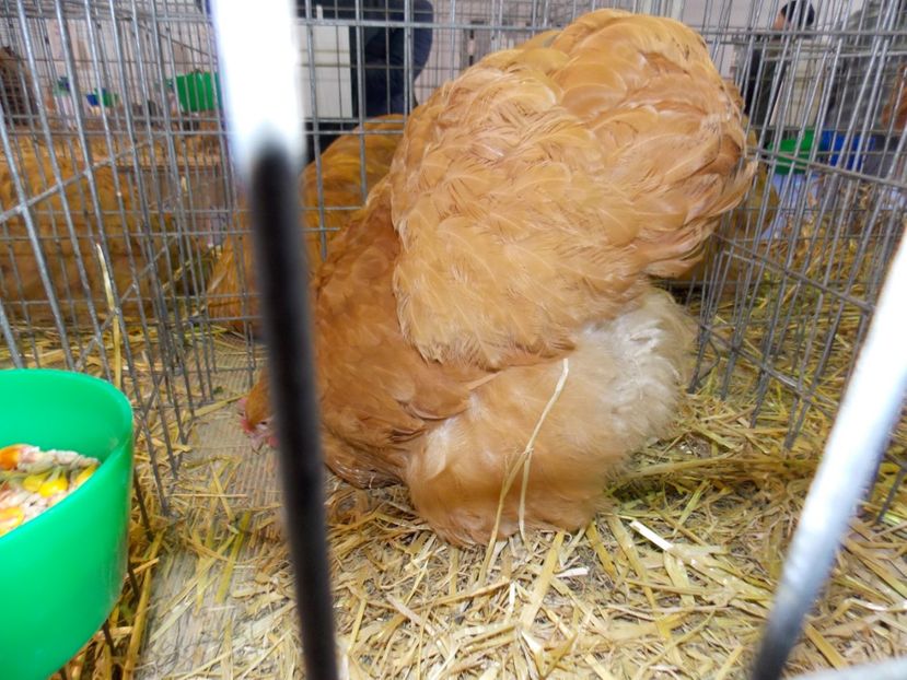  - EXPO-2020-TARA FAGARASULUI BRASOV