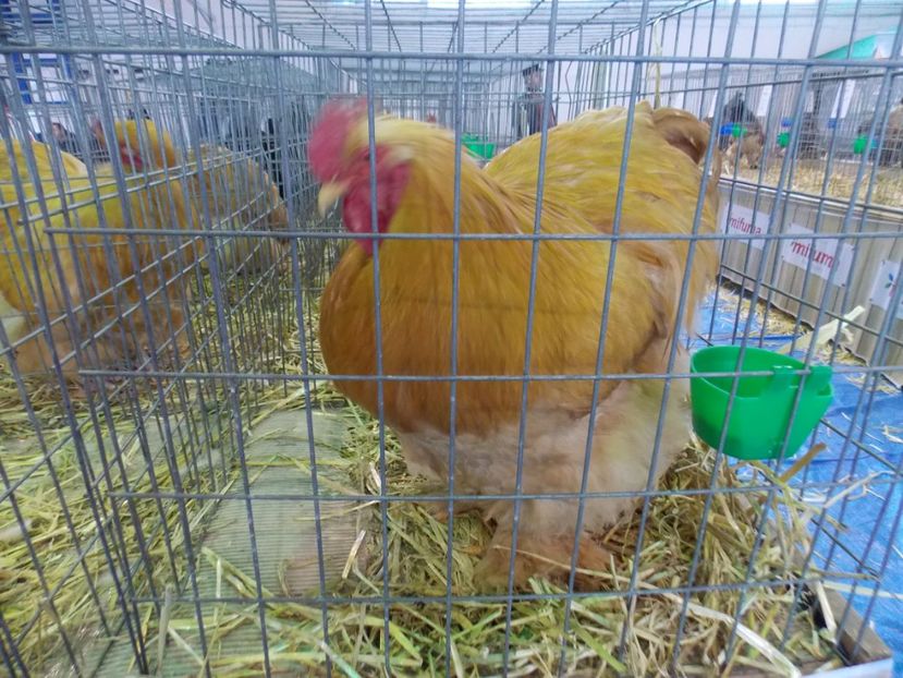  - EXPO-2020-TARA FAGARASULUI BRASOV