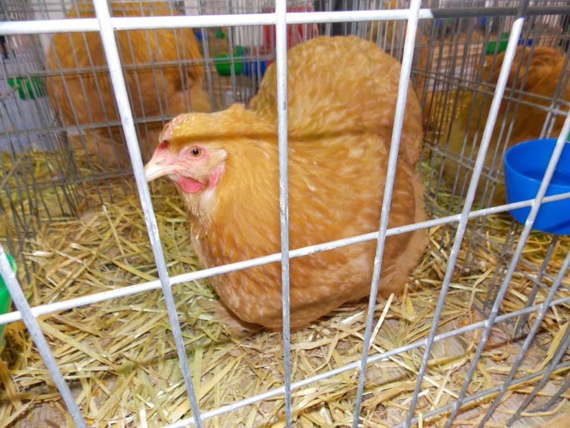  - EXPO-2020-TARA FAGARASULUI BRASOV