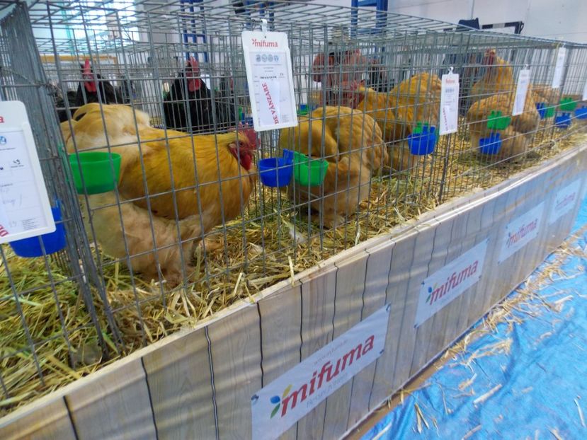  - EXPO-2020-TARA FAGARASULUI BRASOV