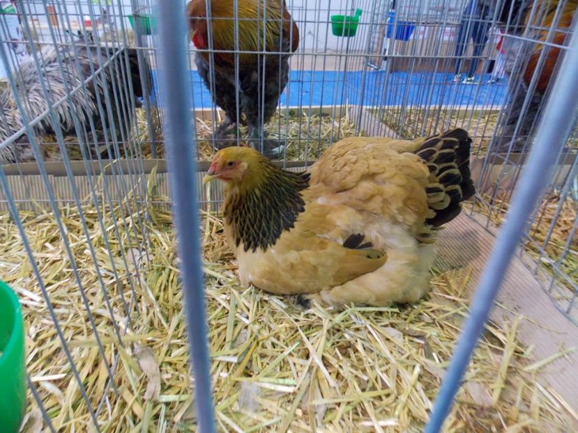  - EXPO-2020-TARA FAGARASULUI BRASOV