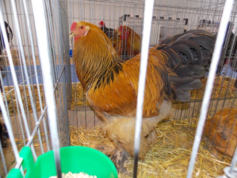  - EXPO-2020-TARA FAGARASULUI BRASOV