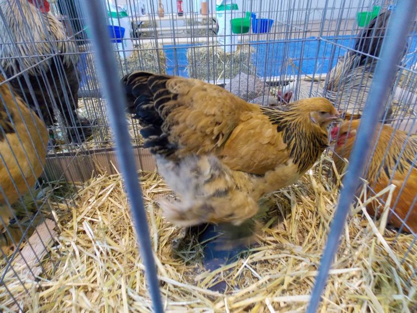  - EXPO-2020-TARA FAGARASULUI BRASOV