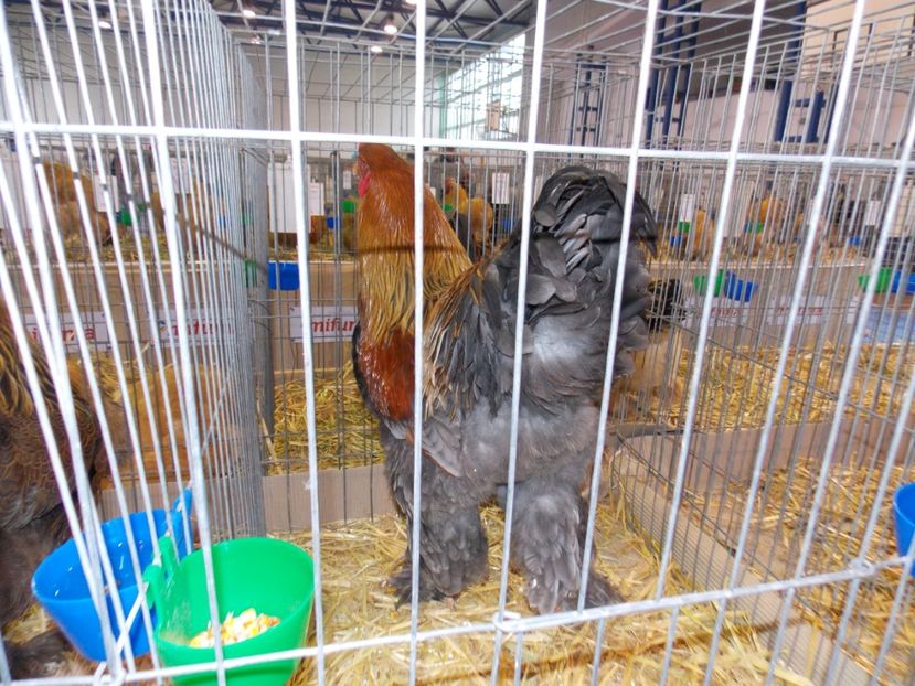  - EXPO-2020-TARA FAGARASULUI BRASOV