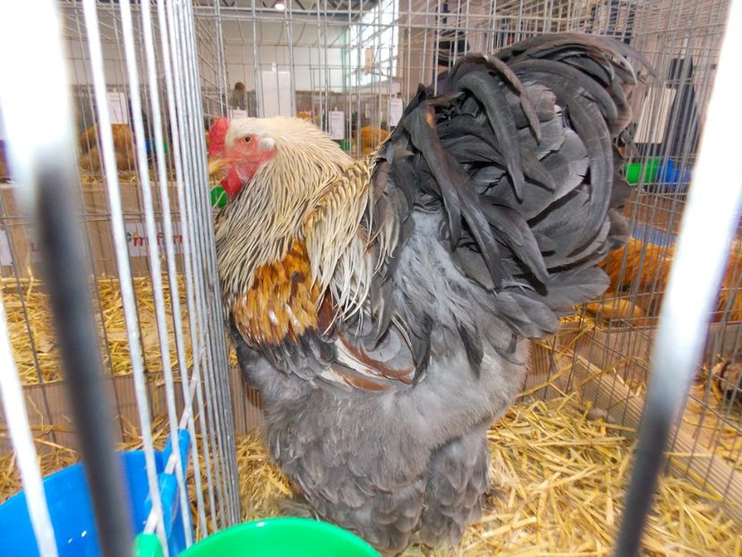  - EXPO-2020-TARA FAGARASULUI BRASOV