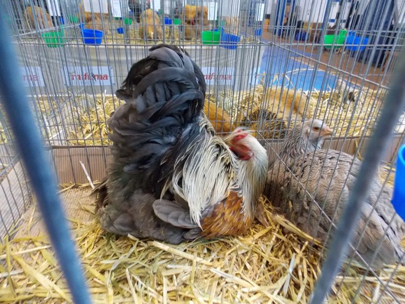  - EXPO-2020-TARA FAGARASULUI BRASOV