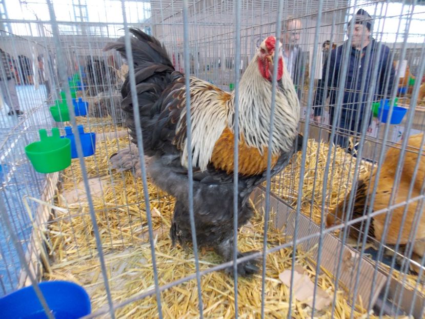  - EXPO-2020-TARA FAGARASULUI BRASOV