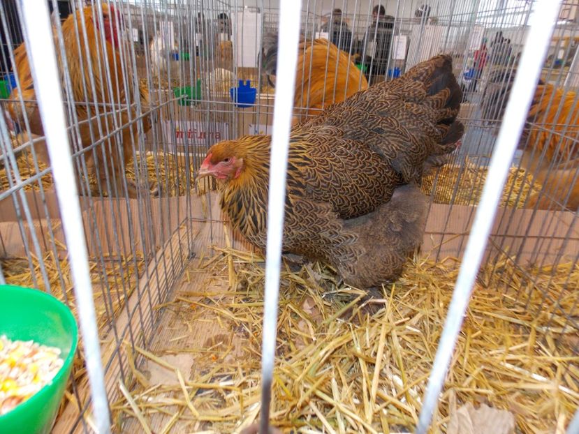  - EXPO-2020-TARA FAGARASULUI BRASOV