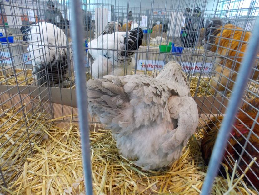  - EXPO-2020-TARA FAGARASULUI BRASOV