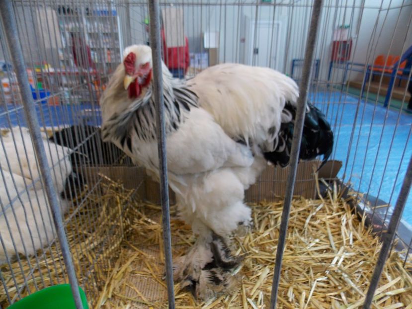  - EXPO-2020-TARA FAGARASULUI BRASOV