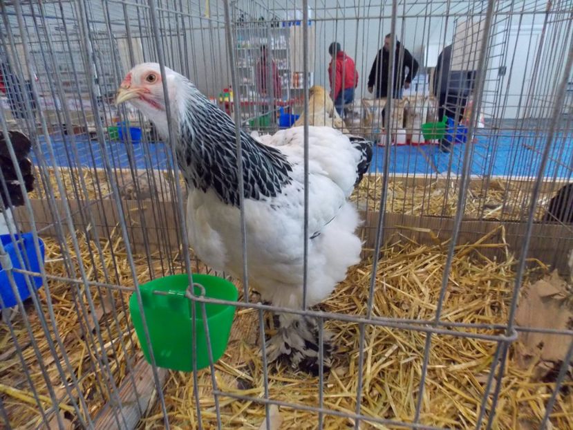  - EXPO-2020-TARA FAGARASULUI BRASOV