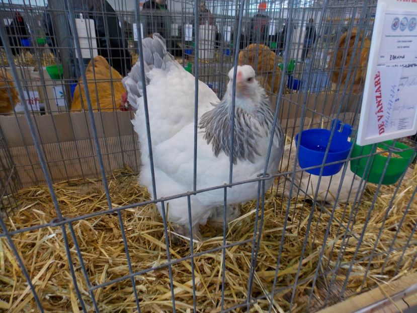  - EXPO-2020-TARA FAGARASULUI BRASOV