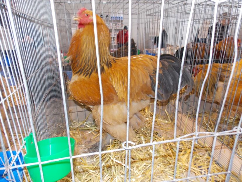  - EXPO-2020-TARA FAGARASULUI BRASOV