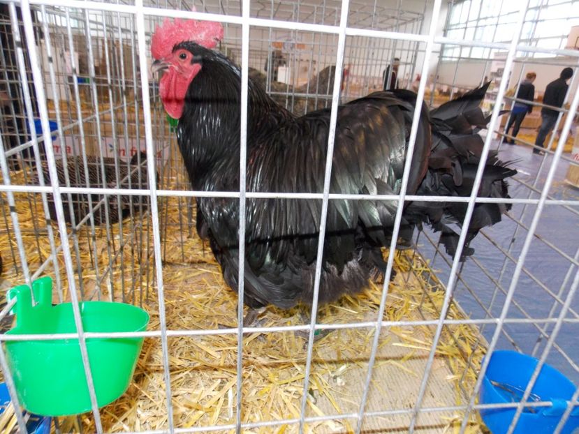  - EXPO-2020-TARA FAGARASULUI BRASOV