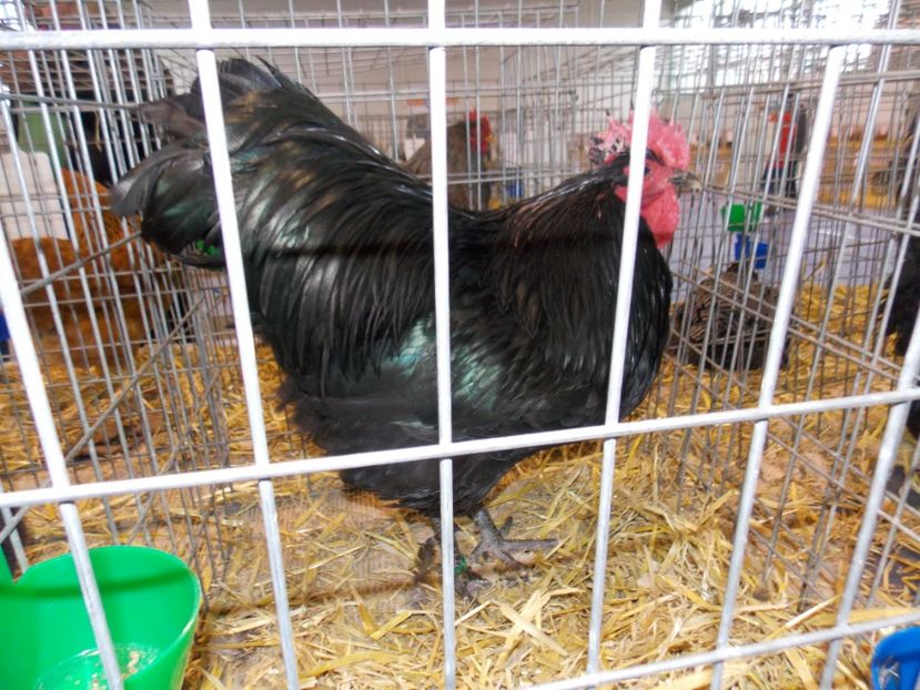  - EXPO-2020-TARA FAGARASULUI BRASOV