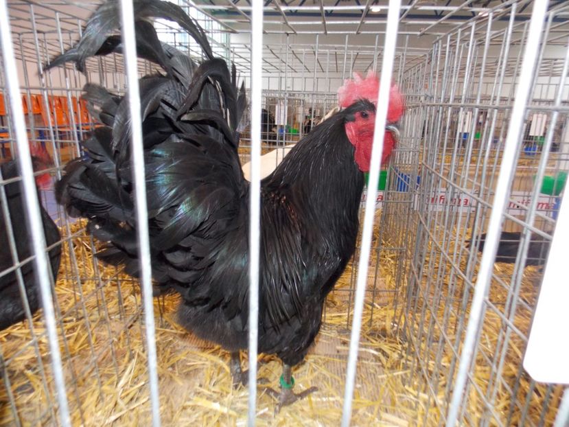  - EXPO-2020-TARA FAGARASULUI BRASOV