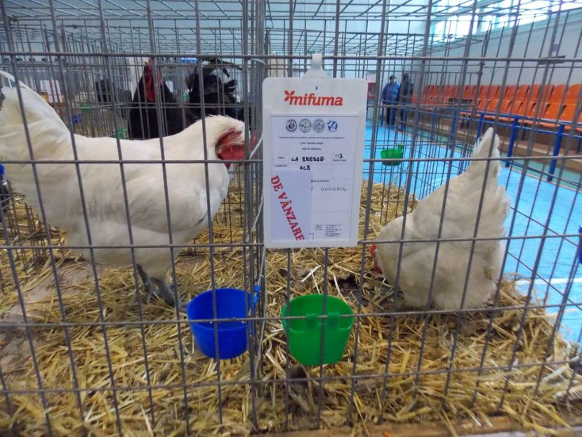  - EXPO-2020-TARA FAGARASULUI BRASOV