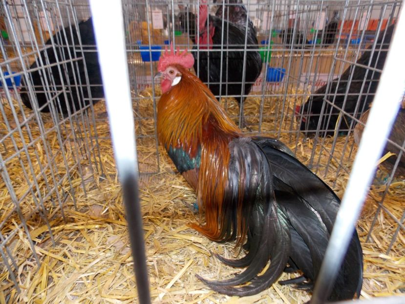  - EXPO-2020-TARA FAGARASULUI BRASOV