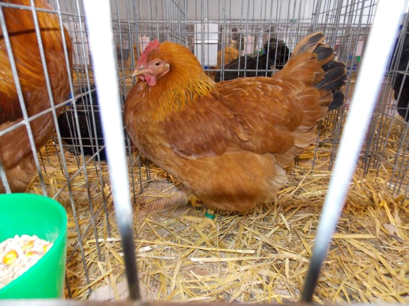  - EXPO-2020-TARA FAGARASULUI BRASOV