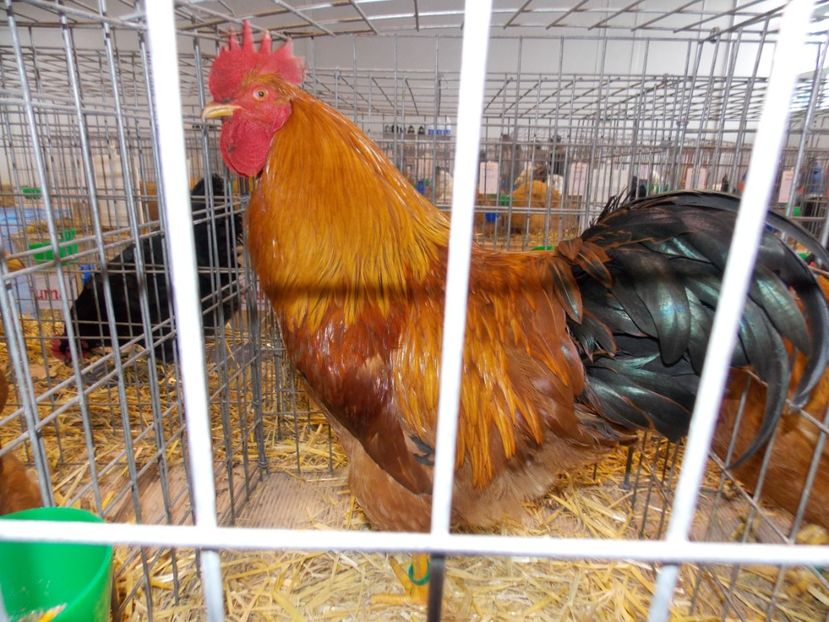  - EXPO-2020-TARA FAGARASULUI BRASOV