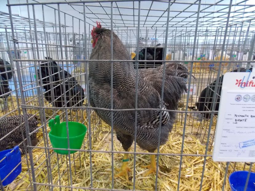  - EXPO-2020-TARA FAGARASULUI BRASOV