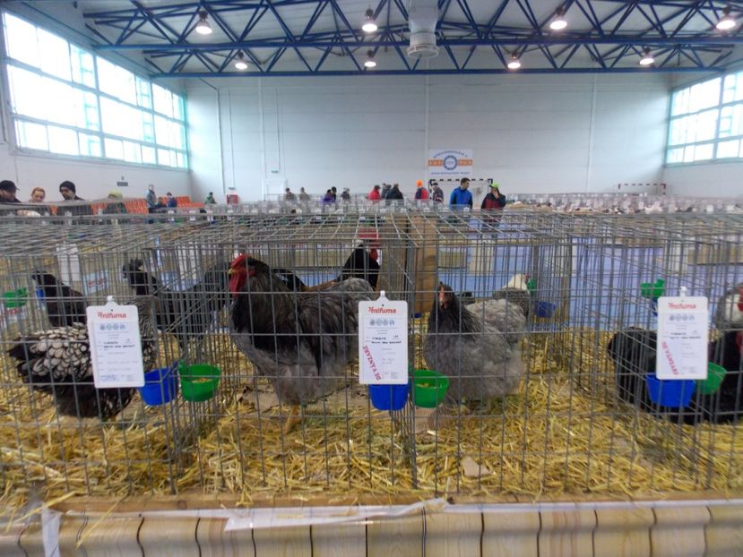  - EXPO-2020-TARA FAGARASULUI BRASOV