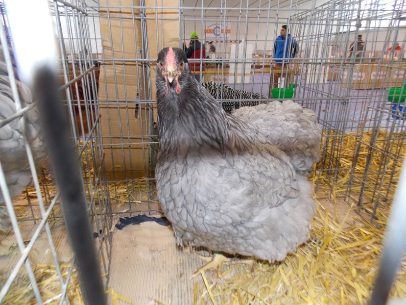  - EXPO-2020-TARA FAGARASULUI BRASOV