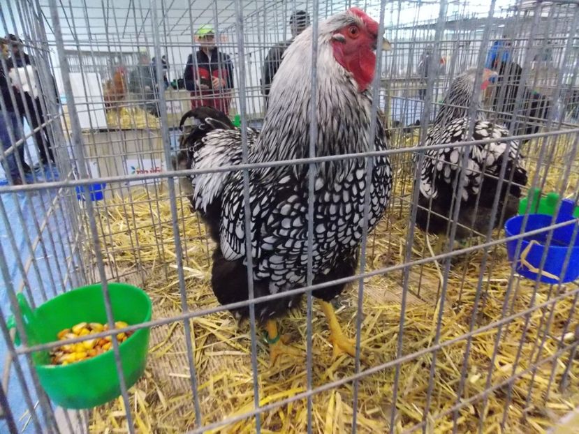  - EXPO-2020-TARA FAGARASULUI BRASOV