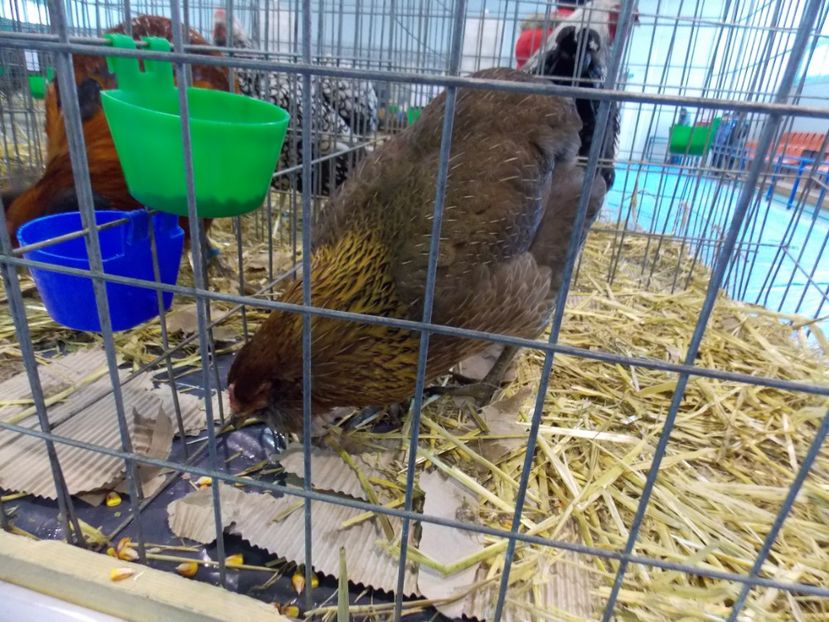  - EXPO-2020-TARA FAGARASULUI BRASOV