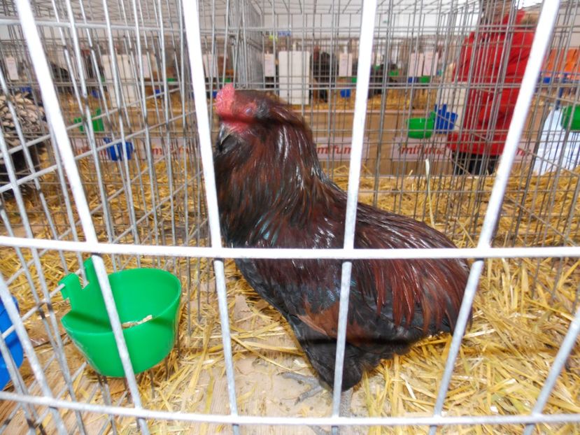  - EXPO-2020-TARA FAGARASULUI BRASOV