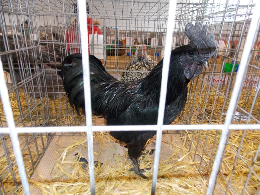  - EXPO-2020-TARA FAGARASULUI BRASOV