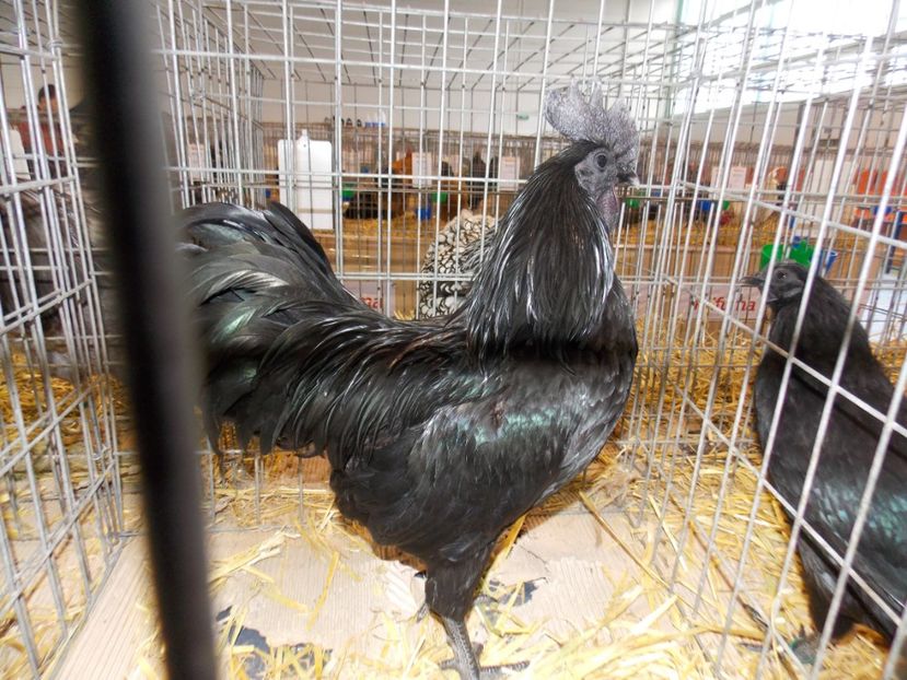  - EXPO-2020-TARA FAGARASULUI BRASOV