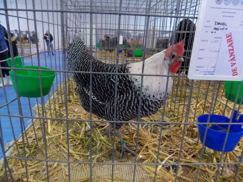  - EXPO-2020-TARA FAGARASULUI BRASOV