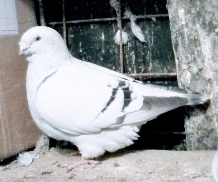 MAMA REGINEI - MAMA REGINEI