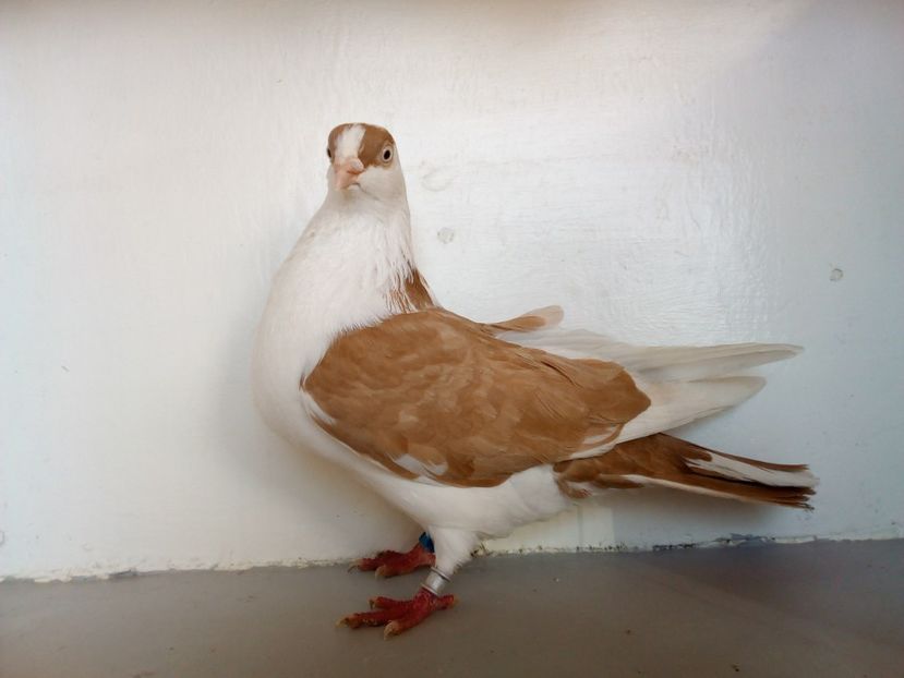  - jucatori de galati pe galben